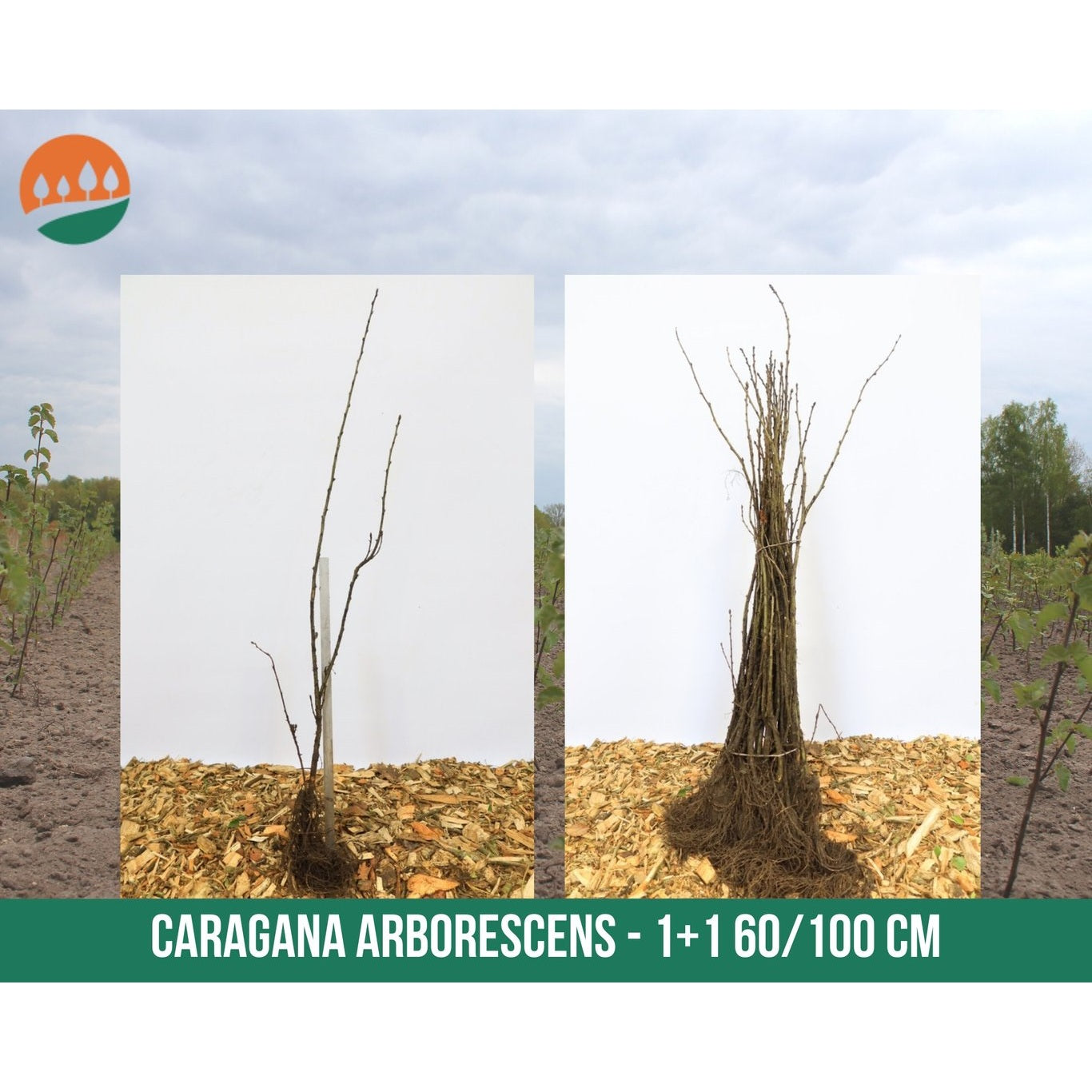 Sibirisk ärtbuske – Caragana arborescens - 60-100 CM bare root 1/1